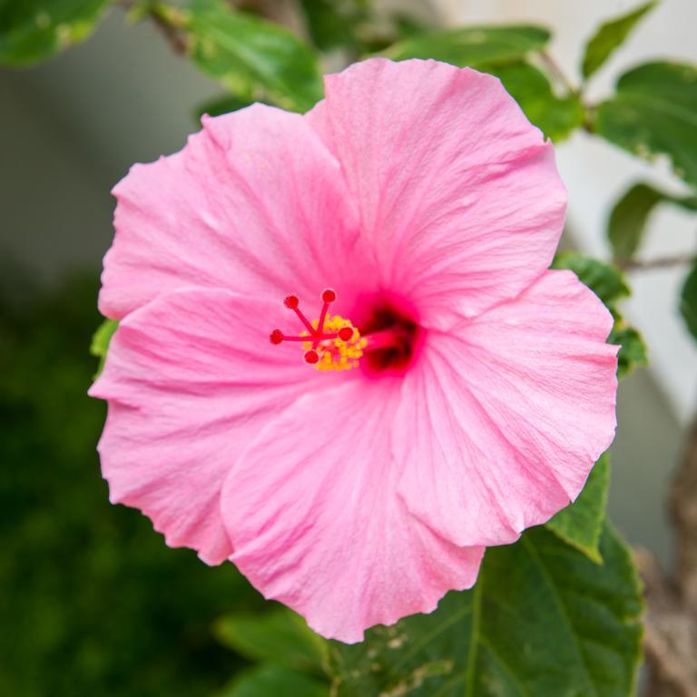 Shore Haven Resort Inn Lauderdale-by-the-Sea Eksteriør billede